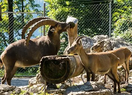 Homestay Brienz * Brienz (Bern)